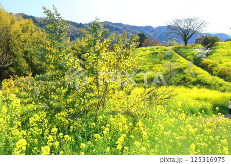 【愛媛県】菜の花が満開の犬寄峠の黄色い丘 125316975