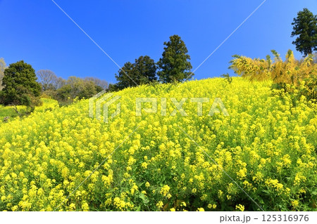 【愛媛県】菜の花が満開の犬寄峠の黄色い丘 125316976
