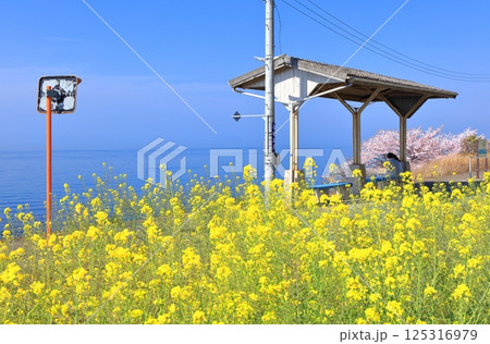 【愛媛県】桜と菜の花が満開の下灘駅(日本一海に近い駅) 【愛媛県】桜と菜の花が満開の下灘駅(日本一海に近い駅) 125316979