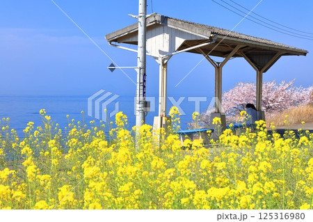 【愛媛県】桜と菜の花が満開の下灘駅(日本一海に近い駅) 【愛媛県】桜と菜の花が満開の下灘駅(日本一海に近い駅) 125316980
