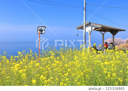 【愛媛県】桜と菜の花が満開の下灘駅(日本一海に近い駅) 【愛媛県】桜と菜の花が満開の下灘駅(日本一海に近い駅) 125316981