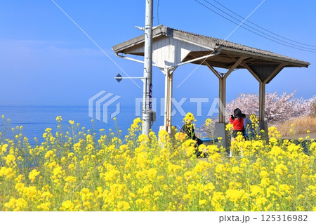 【愛媛県】桜と菜の花が満開の下灘駅(日本一海に近い駅) 【愛媛県】桜と菜の花が満開の下灘駅(日本一海に近い駅) 125316982