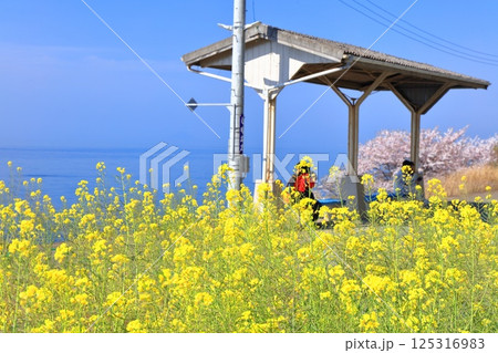 【愛媛県】桜と菜の花が満開の下灘駅（日本一海に近い駅） 125316983
