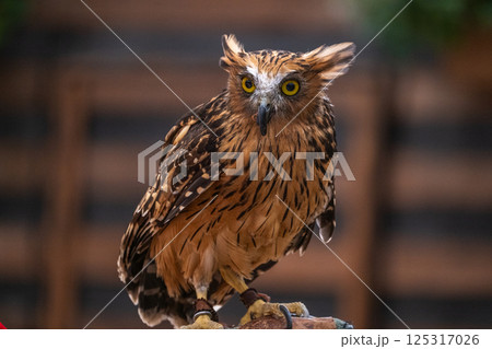 森の賢者 フクロウ 森の賢者 フクロウ 125317026
