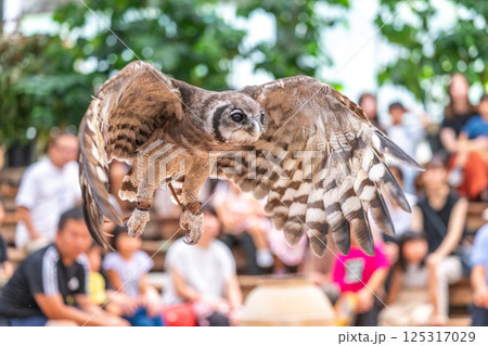 森の賢者 フクロウ 森の賢者 フクロウ 125317029