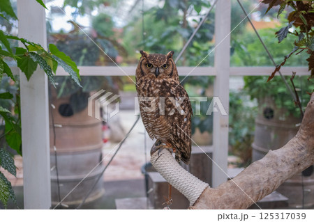森の賢者　フクロウ 125317039
