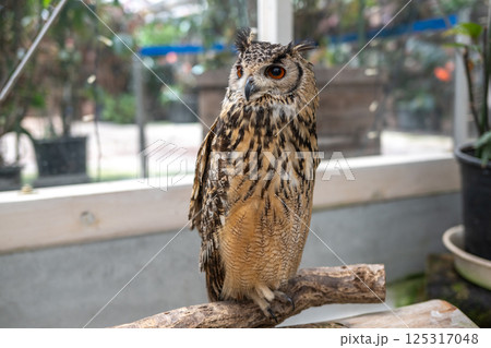 森の賢者 フクロウ 森の賢者 フクロウ 125317048