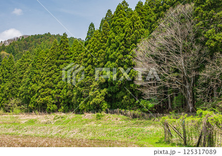 滋賀県湖北地方山林風景　長浜市 125317089