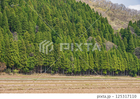 滋賀県湖北地方山林風景　長浜市 125317110
