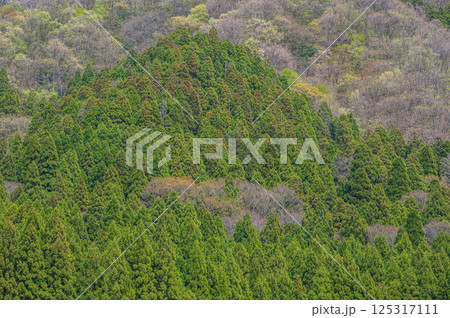 滋賀県湖北地方山林風景　長浜市 125317111