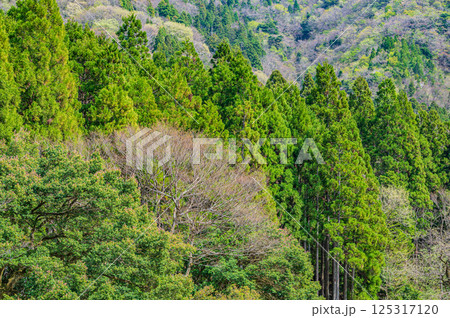 滋賀県湖北地方山林風景　長浜市 125317120