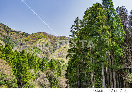 滋賀県湖北地方新緑の山林風景 長浜市 滋賀県湖北地方新緑の山林風景 長浜市 125317123