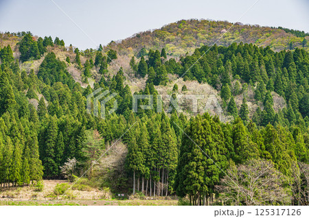 滋賀県湖北地方新緑の山林風景 長浜市 滋賀県湖北地方新緑の山林風景 長浜市 125317126