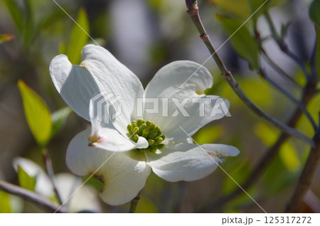 白い花の画像 1010326 125317272