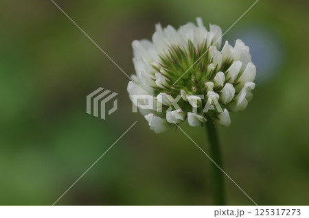 白い花の画像 1010325 125317273