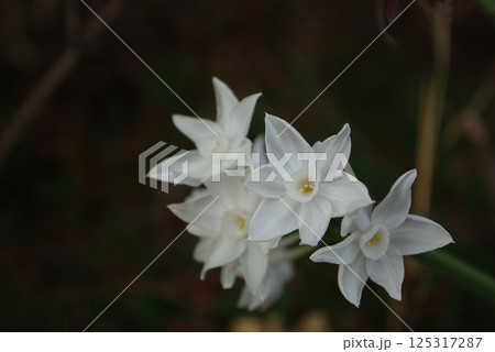 白い花の画像 1010312 白い花の画像 1010312 125317287