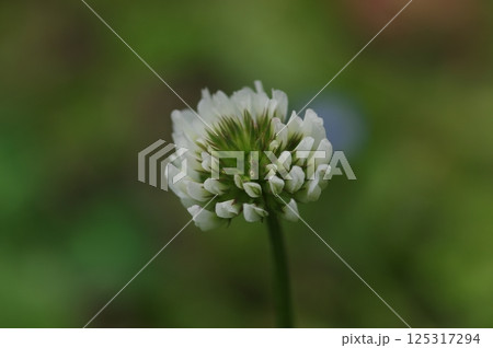 白い花の画像 1010305 白い花の画像 1010305 125317294