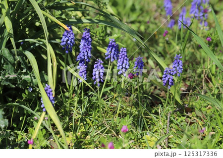 春の公園に咲く紫色のムスカリの花 春の公園に咲く紫色のムスカリの花 125317336