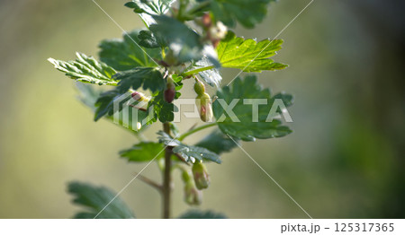 Close-up of gooseberry plant, showcasing fresh buds and vibrant green leaves in sunlight. Close-up of gooseberry plant, showcasing fresh buds and vibrant green leaves in sunlight. 125317365