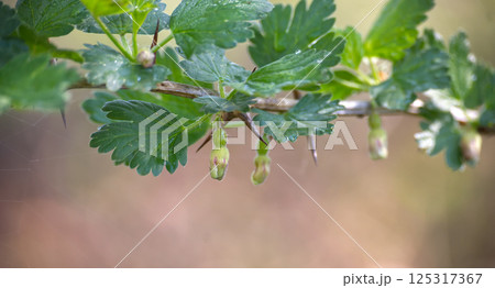 Macro shot of a gooseberry branch with young leaves, buds, and thorns in the garden. 125317367