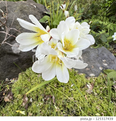 白い水仙綾目の花、スイセンアヤメの白い花、スパラキシスの白い花 125317439