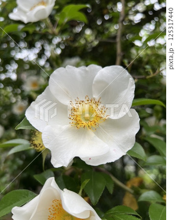 白いバラ、一重の薔薇、一重の白い薔薇の花 白いバラ、一重の薔薇、一重の白い薔薇の花 125317440