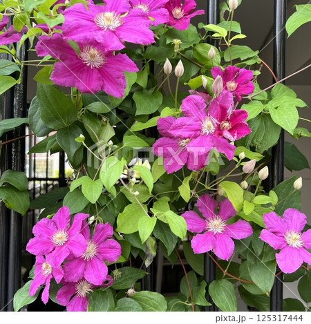 ピンク色のクレマチスの花、満開のピンク色のクレマチスの花、鮮やかなピンク色のクレマチス ピンク色のクレマチスの花、満開のピンク色のクレマチスの花、鮮やかなピンク色のクレマチス 125317444