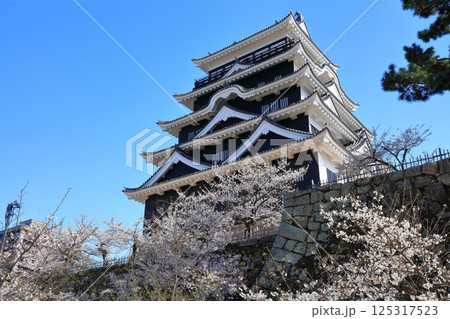 【広島県】桜咲く春の福山城（復興後）福山城桜まつり 125317523