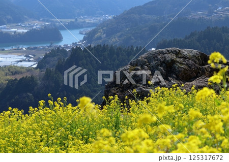 天空の菜の花畑から物部川を眺める 早春 (高知県 香美市) 天空の菜の花畑から物部川を眺める 早春 (高知県 香美市) 125317672