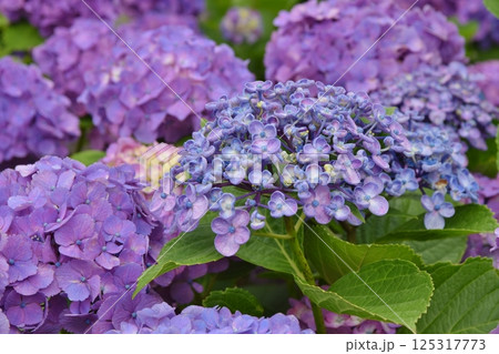 白山神社のあじさい　東京 125317773