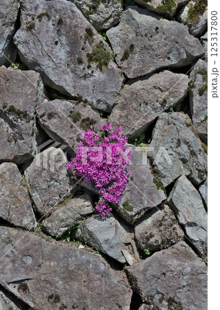 石垣に咲く芝桜（島根県邑智郡邑南町） 125317800
