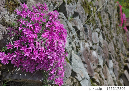 石垣に咲く芝桜（島根県邑智郡邑南町） 125317803