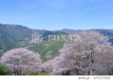 ひょうたん桜公園　春うららか　（高知県　仁淀川町） 125317828
