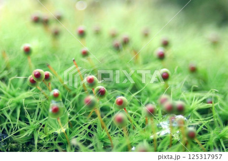 里山のタマゴケ 里山のタマゴケ 125317957