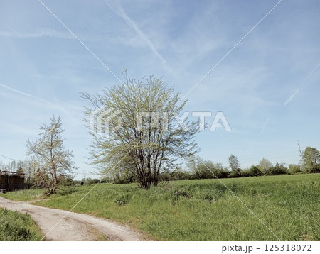 birch tree on a rural road 125318072