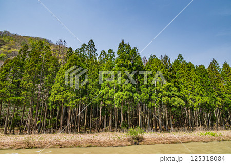 高時川沿いの針葉樹林 長浜市 高時川沿いの針葉樹林 長浜市 125318084