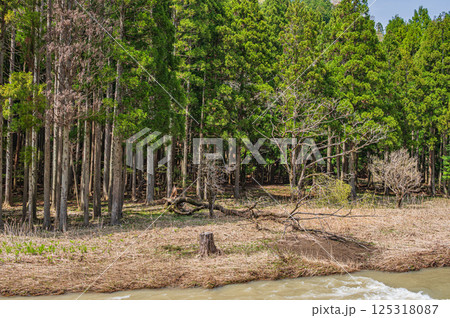 高時川沿いの針葉樹林 長浜市 高時川沿いの針葉樹林 長浜市 125318087
