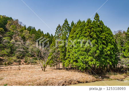 高時川沿いの針葉樹林 長浜市 高時川沿いの針葉樹林 長浜市 125318093