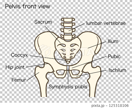 Pelvis and hip joint structure, lumbar vertebrae, intervertebral discs, hip bone, sacrum, ilium, pubic bone, ischium, with explanation Pelvis and hip joint structure, lumbar vertebrae, intervertebral discs, hip bone, sacrum, ilium, pubic bone, ischium, with explanation 125318106