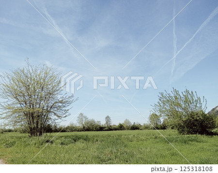 tree on meadow tree on meadow 125318108