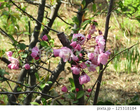 桃色の花は花桃の花 125318184