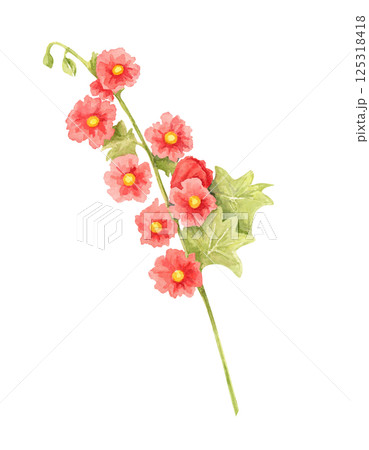 Scarlet red hollyhock flower watercolor illustration with delicate leaves. Hand drawn clipart Ideal for greeting cards, wall art, textiles, and digital pattern designs featuring garden flowers Scarlet red hollyhock flower watercolor illustration with delicate leaves. Hand drawn clipart Ideal for greeting cards, wall art, textiles, and digital pattern designs featuring garden flowers 125318418