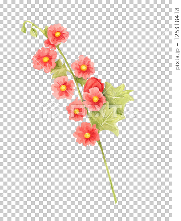 Scarlet red hollyhock flower watercolor illustration with delicate leaves. Hand drawn clipart Ideal for greeting cards, wall art, textiles, and digital pattern designs featuring garden flowers Scarlet red hollyhock flower watercolor illustration with delicate leaves. Hand drawn clipart Ideal for greeting cards, wall art, textiles, and digital pattern designs featuring garden flowers 125318418