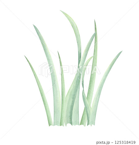 Lush green grass watercolor illustration with soft, natural shades. Hand drawn clipart Great for landscape designs, garden illustrations, childrens book art, and outdoor-themed graphic design Lush green grass watercolor illustration with soft, natural shades. Hand drawn clipart Great for landscape designs, garden illustrations, childrens book art, and outdoor-themed graphic design 125318419