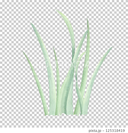 Lush green grass watercolor illustration with soft, natural shades. Hand drawn clipart Great for landscape designs, garden illustrations, childrens book art, and outdoor-themed graphic design Lush green grass watercolor illustration with soft, natural shades. Hand drawn clipart Great for landscape designs, garden illustrations, childrens book art, and outdoor-themed graphic design 125318419