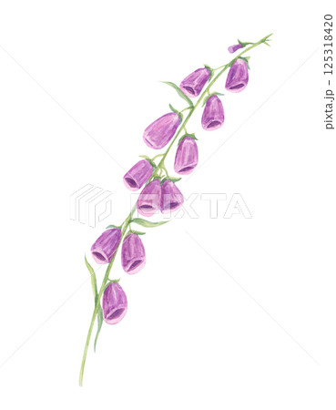 Purple and pink foxglove stems watercolor illustration, detailed with graceful blooms. Ideal for nature-inspired patterns, stationery, home textiles, and digital backgrounds Purple and pink foxglove stems watercolor illustration, detailed with graceful blooms. Ideal for nature-inspired patterns, stationery, home textiles, and digital backgrounds 125318420