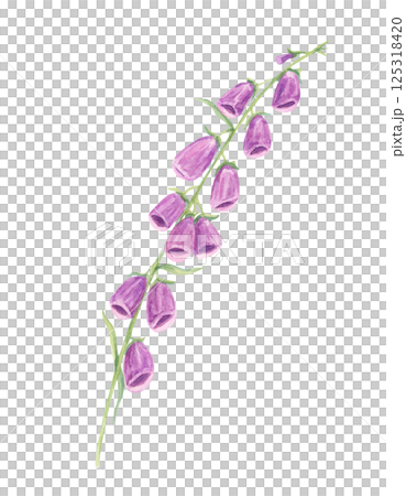 Purple and pink foxglove stems watercolor illustration, detailed with graceful blooms. Ideal for nature-inspired patterns, stationery, home textiles, and digital backgrounds 125318420