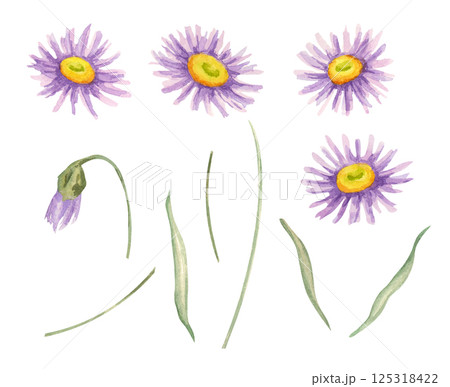 Purple and yellow aster blooms watercolor illustration featuring individual flower elements and stems. Ideal for DIY craft projects, greeting cards, wedding decor, and surface pattern design Purple and yellow aster blooms watercolor illustration featuring individual flower elements and stems. Ideal for DIY craft projects, greeting cards, wedding decor, and surface pattern design 125318422