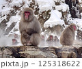冬の地獄谷野猿公苑 125318622