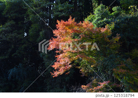 東峰村の紅葉 125318794